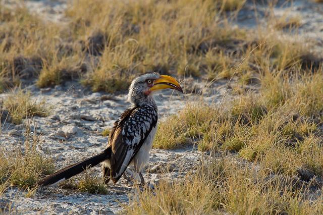 288 Kalahari woestijn, zuidelijke grondneushoornvogel.jpg